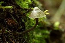Grauer Nitrathelmling, Foto 11