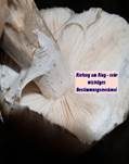 Grauer Wulstling, Foto 12