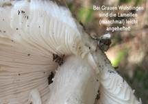 Grauer Wulstling, Foto 13