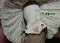 Grauer Wulstling, Foto 14