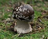 Grauer Wulstling, Foto 15