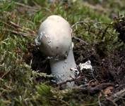 Grauer Wulstling, Foto 17