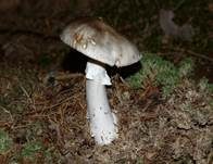 Grauer Wulstling, Foto 18