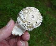 Grauer Wulstling, Foto 19