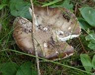 Grauer Wulstling, Foto 20