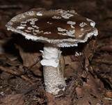 Grauer Wulstling, Foto 21