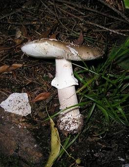 Grauer Wulstling, Foto 4