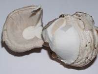 Grauer Wulstling, Foto 25