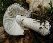Grauer Wulstling, Foto 26
