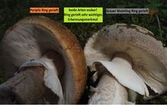 Grauer Wulstling, Foto 30