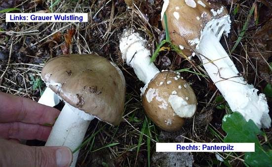Grauer Wulstling, Foto 5