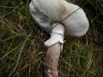 Grauer Wulstling, Foto 32
