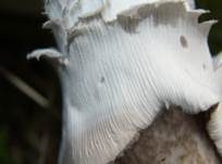 Grauer Wulstling, Foto 34