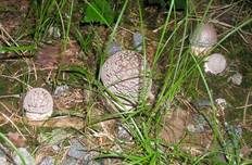 Grauer Wulstling, Foto 35