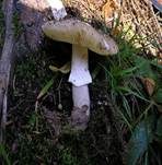 Grauer Wulstling, Foto 36