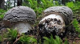 Grauer Wulstling, Foto 38