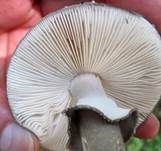 Grauer Wulstling, Foto 39