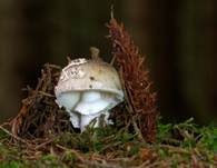 Grauer Wulstling, Foto 6