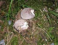 Grauer Wulstling, Foto 43