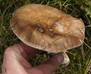 Grauer Wulstling, Foto 44
