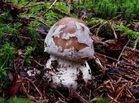 Grauer Wulstling, Foto 45