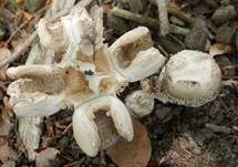 Grauer Wulstling, Foto 46