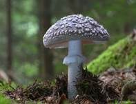 Grauer Wulstling, Foto 7