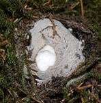 Grauer Wulstling, Foto 11