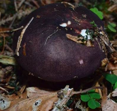 Bereifter Ledertäubling, Foto 2