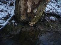 Graugelber Rauchporling, Foto 22