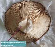 Graugrüner Milchling, Foto 17