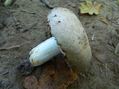 Graugrüner Reiftäubling, Foto 2