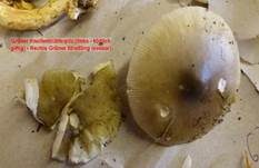 Grauhäutiger Scheidenstreifling, Foto 13