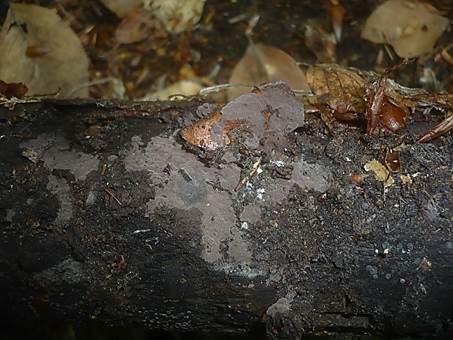 Graurosa Filzgewebe, Foto 2