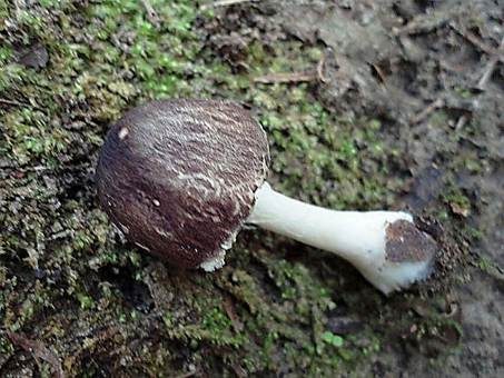 Grauschüppiger Schirmling, Foto 2
