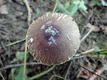 Grauschüppiger Schirmling, Foto 4