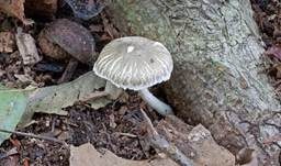 Grauschüppiger Schirmling, Foto 5