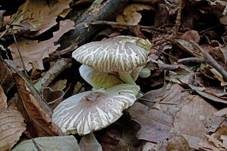 Grauschüppiger Schirmling, Foto 6