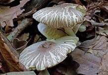 Grauschüppiger Schirmling, Foto 7