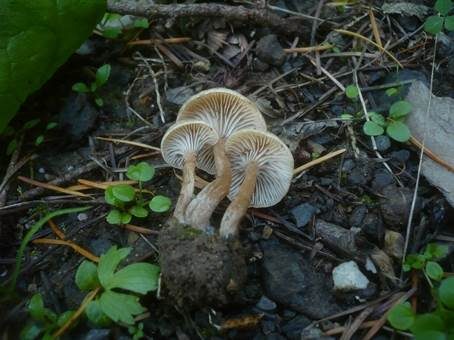 Bereifter Scheinnabeling, Foto 4