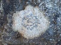 Grauweiße Krustenflechte, Foto 7