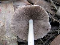 Grauweißer Faserling, Foto 13