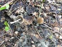 Grauweißer Faserling, Foto 17