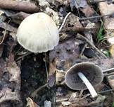 Grauweißer Faserling, Foto 18