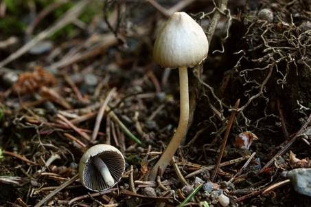 Grauweißer Faserling, Foto 4