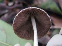 Grauweißer Faserling, Foto 23