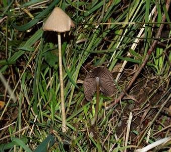 Grauweißer Faserling, Foto 5