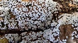Grauweißer Kugelschleimpilz, Foto 6