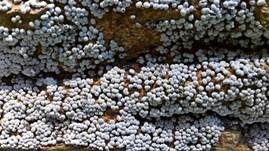 Grauweißer Kugelschleimpilz, Foto 7