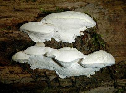 Grauweißer Saftporling, Foto 2